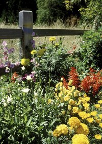 Keep your plants in bloom for longer with proper care.