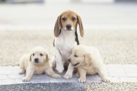 Three puppies.