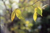 Chinese pistache leaves may turn yellow due to stress, illness or poor nutrition.