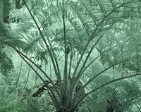 Most cycads require moderate humidity to truly thrive.