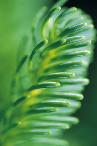New spruce needles grow only once annually.