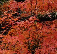 Japanese maples are well liked for their fall color.