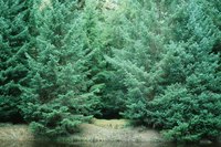 Many factors influence a tree's growth.