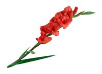 The gladiolus is the traditional flower of the 40th wedding anniversary.