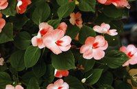 Impatiens offer hot colors for shade.