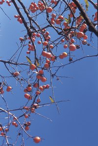 Persimmon trees make good ornamentals.