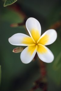 Pests can damage colorful, fragrant plumeria flowers.