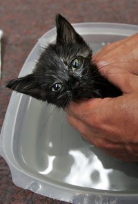 Young kittens should not be exposed to chemical flea control.