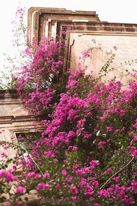 Colorful bougainvillea provides a tropical feel.