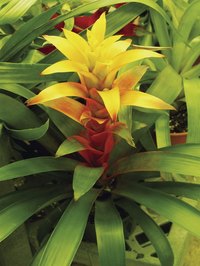 Taking and transplanting bromeliad pups is an easy process for any home gardener.
