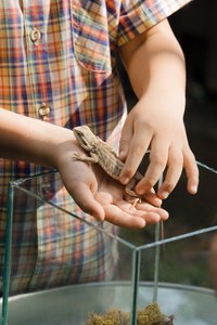 The side-blotched lizard is easy to care for.