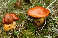Some of the more than 100 species of Boletus mushrooms are poisonous.
