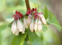 Rabbiteye blueberries' delicate, creamy blooms hint at fruit to come.