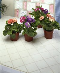 African violets need bright light during the day and total darkness at night.