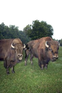 There are no specific tax breaks for bison, but there are deductions for livestock-raising enterprises.