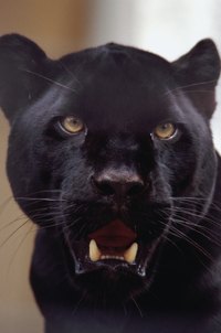 Create a Halloween costume to look like a black panther.