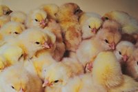 Many feed stores carry baby chicks in the spring.