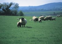 Sheep need quality pasture lands for foraging.