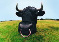 You can even add a nose ring to your bull’s head.