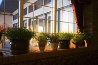 House plants in a windowsill
