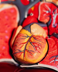 The human heart begins beating four weeks after conception.