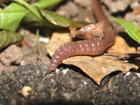 Earthworms often come to the surface when the air and soil are moist.