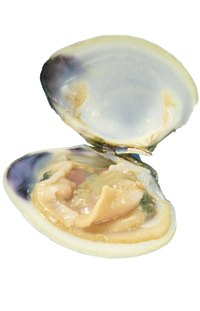 The interior of a clam is the source of wampum beads and jewelry.