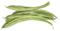 Several weed seedpods resemble string beans.