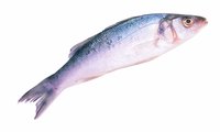 Sea bass