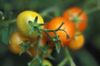 Tomato plants cannot survive freezing weather.