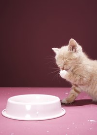 The omega-6 fatty acid in safflower oil can improve cats' health inside and out.
