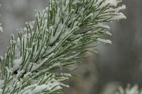 The fragrance of pine trees depends on the species.