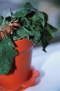 Fungus gnat larvae are white grubs living in the soil of houseplants.