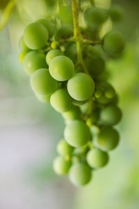 Many kinds of grapes are grown in home gardens.
