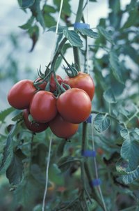 Blossom-end rot exposes the interior of the tomato to pests and diseases.