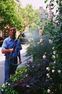 Barberries do better than most shrubs in urban settings.