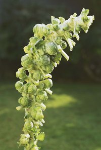 Each Brussels sprout plant produces several harvests.