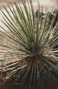 Yucca plants in poorly-drained soils are susceptible to rot.