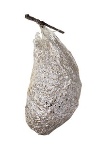 Use an image of a real cocoon as inspiration.