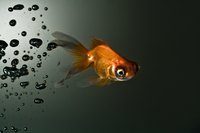 Low light levels minimize stress to fish.
