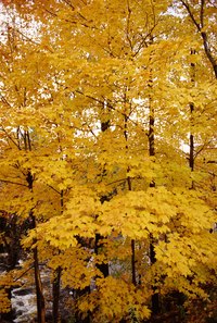 Maple trees provide a straight-grained and durable wood.