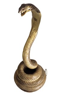 Make realistic reptile replicas from clay.