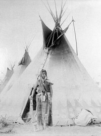 American Indians used pine trees to make teepee supports.