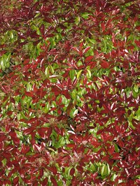The red tip photinia produces striking foliage.