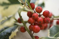 Hollies are evergreen or deciduous plants that grow as ground covers, shrubs or trees.