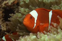 Anemone clown fish are sequential hermaphrodites.