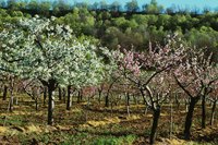 Natural fruit tree pest control starts with a flour-based repellent.