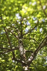 Stake your tree so they grow straight and strong.