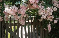 "New Dawn" twines around a gate and blooms for months.