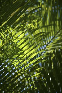 Most palms are easy to transplant.